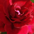 Bordová - Climber, popínavá ruža - Red Parfum